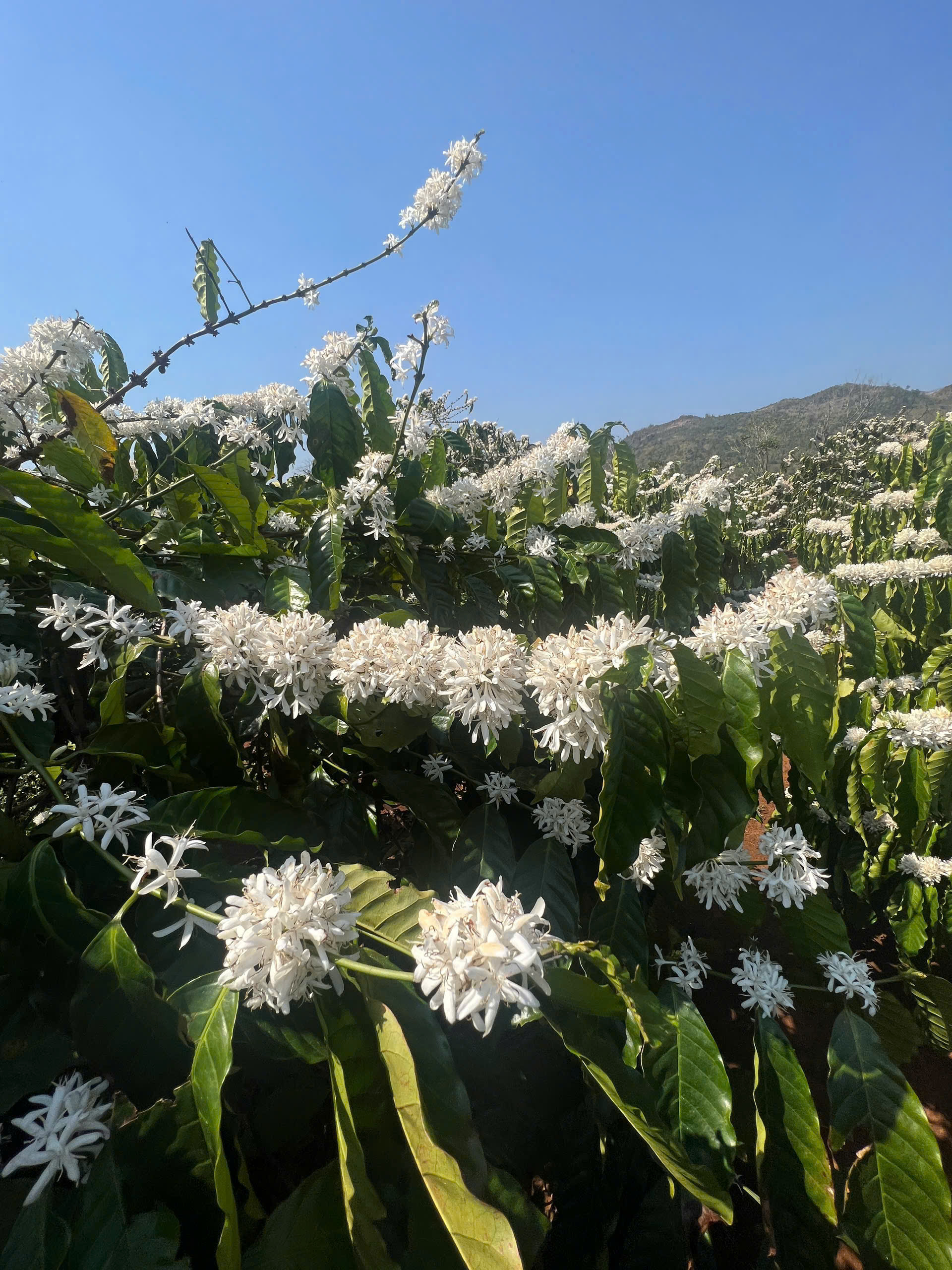 Nông Trại Núi Lu