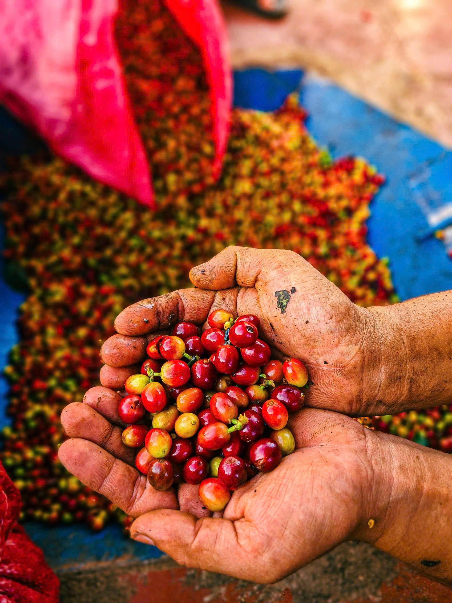 Nông Trại Núi Lu